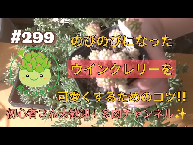 299 Propagating Sedum Winklery 💡💡 - YouTube