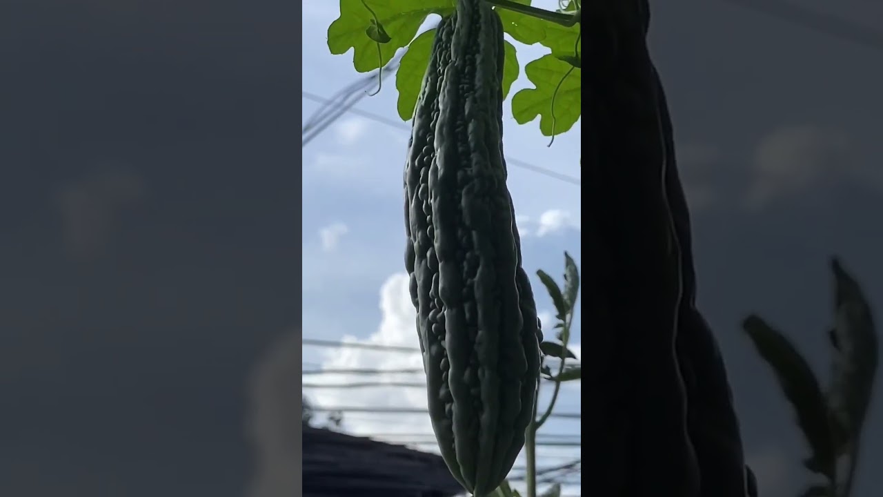 Okra Harvest Time 😊 harvest okra YouTube