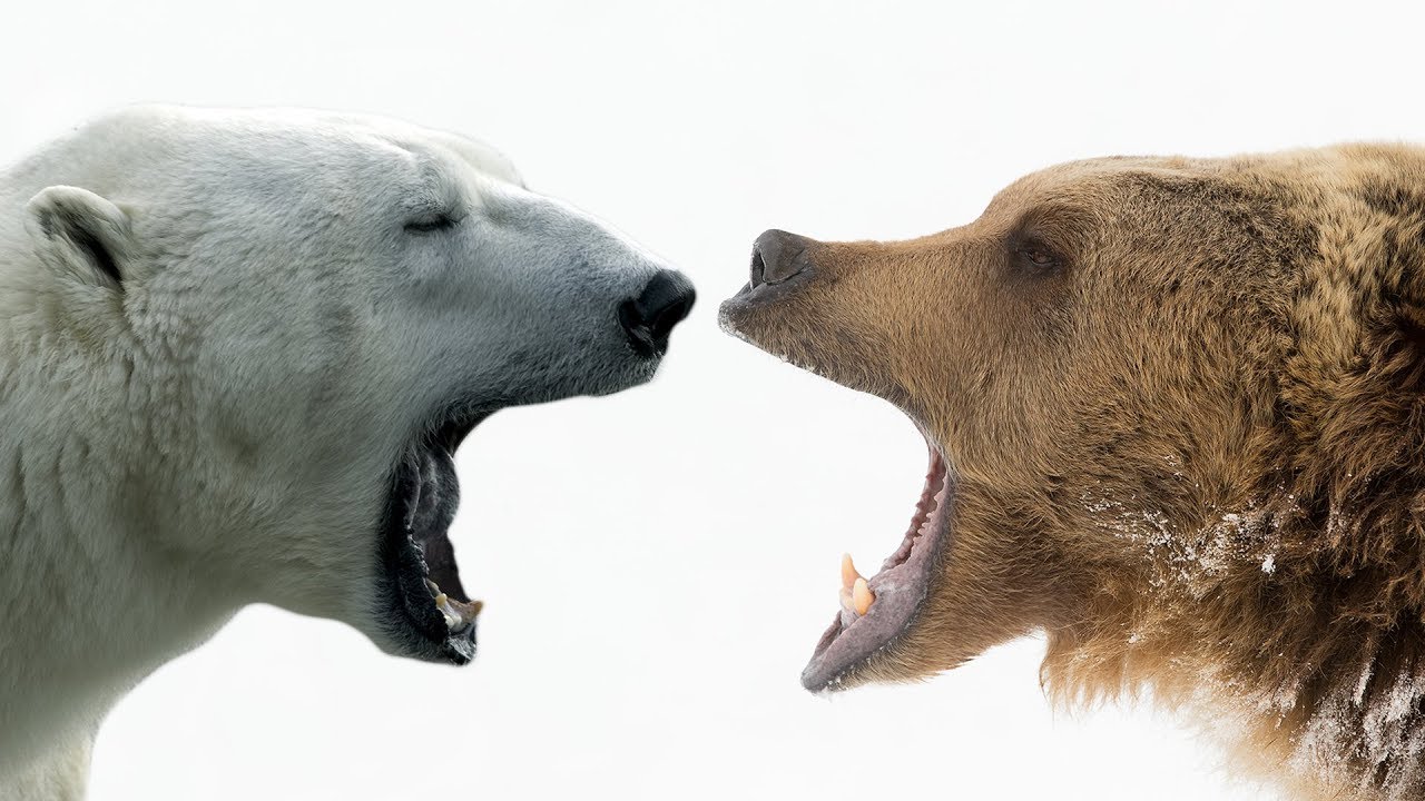Which bear grows larger: a brown, grizzly or polar?