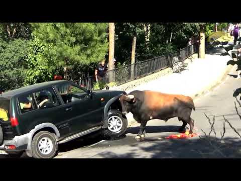 Animals Go On A Rampage! Interesting Animal Moments Caught On Camera