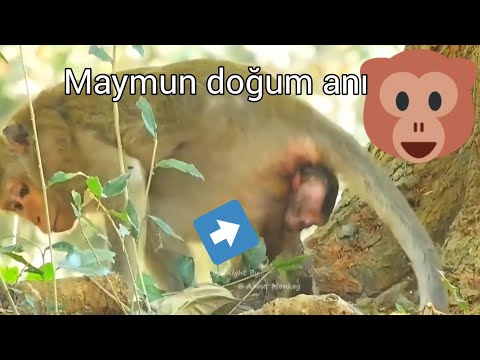 Maymun doğumu ilk defa