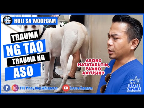Video: Takot At Pagkabalisa Ng Aso - Paano Mapatahimik Ang Isang Nababahalang Aso