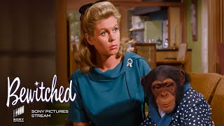 Darrin: The New Chimpanzee In The House | Bewitched - TV Show | Sony Pictures– Stream