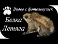 Белка-летяга или летучая белка. Видео с фотоловушек.