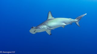 Malpelo Diving Expedition January 2024