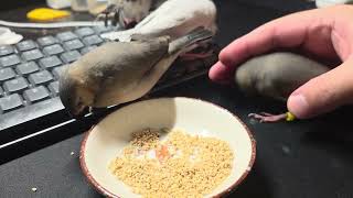 Java finches growing up (Day 42)