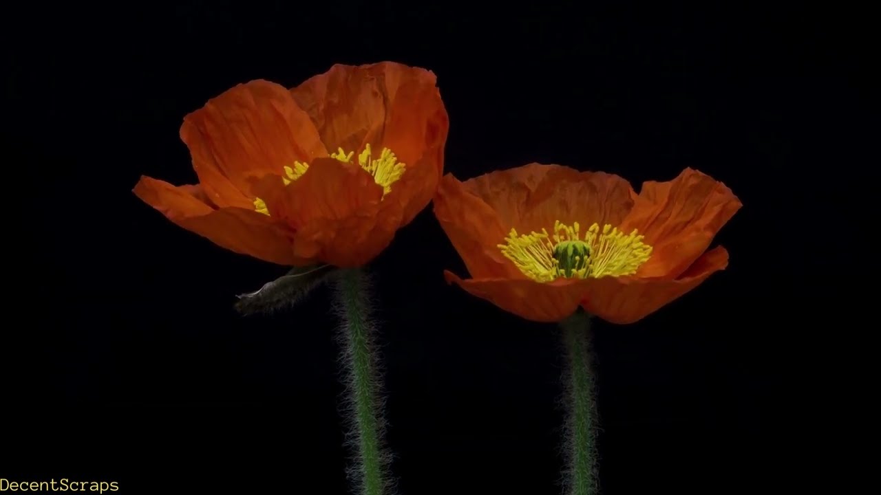 Iceland Poppy blooming, Time lapse