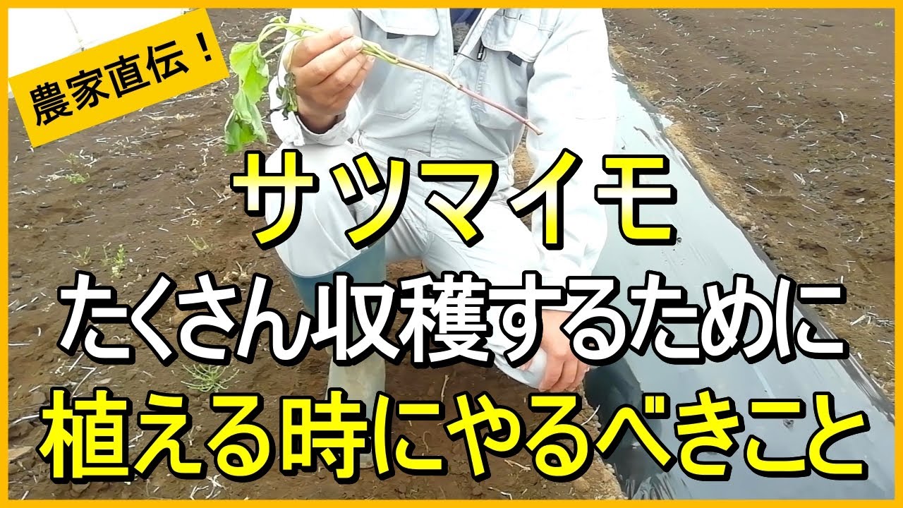 【サツマイモ】絶対失敗しない苗の植え付けのコツ【有機農家直伝！無農薬で育てる家庭菜園】　25/5/3