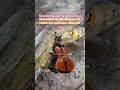 #cat #drôle #humoristefrancais #poisson #funny #humour #fishing #comedy #music #musicien #2026