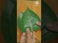 पीपल, कड़ी पत्ता, नीम, अमरूद के पत्ते चबाने के अद्भुत फायदे 🌿