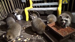 Saturday Sept 30 - The Saturday Special Brings In 25 Raccoons To The Diner For A Meal