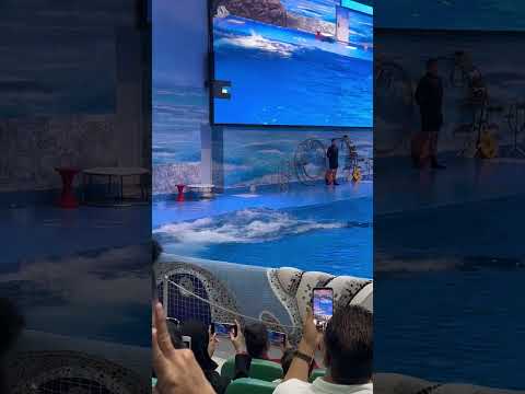 Dolphin show Dubai | Dubai Dolphinarium #travel #dubai #uae