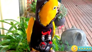 These funny parrots 2 by Life and nature as it is 11,117 views 1 month ago 4 minutes, 57 seconds