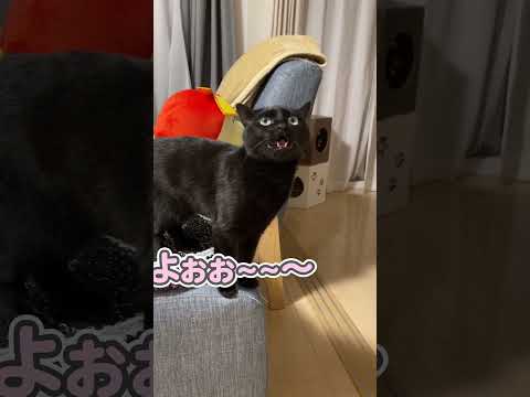 「寝ちゃだめ!」と飼い主にブチギレる猫
