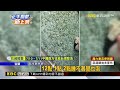 阿里史冷泉預警性封園 民眾仍來泡冷泉戲水@newsebc