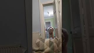 English Bull Terrier Activated In 3,2,1...