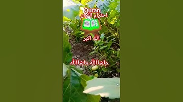 #القرآن_الكريم #المصحف #تلاوه_خاشعه#احترام القران# الشیخ محمود الشحات الشحات#foryou