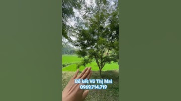 Cách trồng xen canh 2 tầng với cây bồ kết #câygiốngbồkết #trồngcây