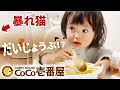 はじめてのココイチ！カレーを食べながら荒れ狂う猫を心配する1歳娘