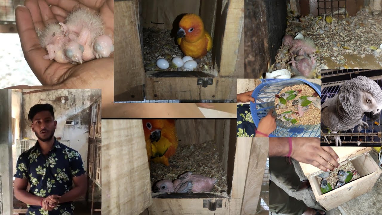 breeding progress of my conure setup & A helpfull chart to protect bird from dehydration.