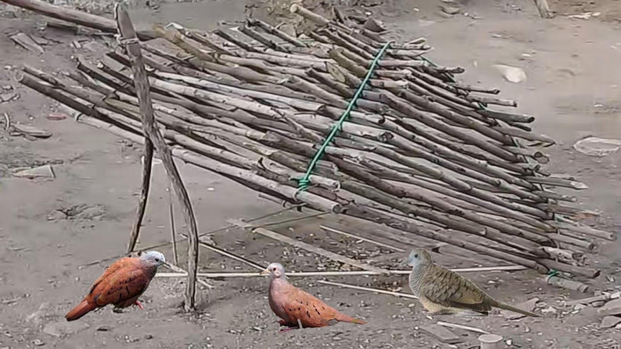 A melhor Armadilha para Pegar Rolinha, Pombo, Jurití