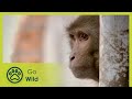 An Unlikely Hero - Monkey Thieves S2 12/13 - The Secrets of Nature