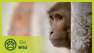 An Unlikely Hero  Monkey Thieves S2 12/13  Go Wild