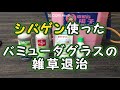 シバゲン使ったバミューダグラスの雑草退治　芝に効くシバゲンの散布の模様とMCPPとアージランの紹介を若干