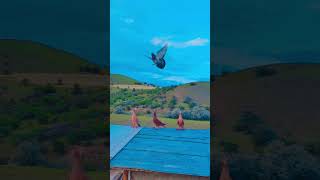 #pigeon #populerpigeon #birds #pigeonlaver #kabootar #kabootarloft05 #kabutar #kabootarba #güvercin