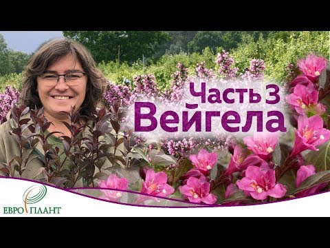 Video: Weigela 