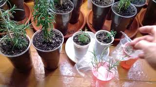 Вырастить розмарин часть 3  Grow Rosemary Part 3