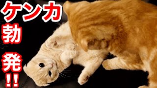先住猫に子猫が激怒しケンカに発展【マンチカン】