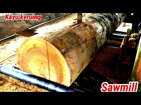 Video: Saphout is die hooflaag hout