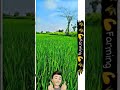 🌾🌱New £rending $hetkari 🌱🌾🌹£ime of §ummer🌹🐂🐃🌞🧺🌾🌾 Paddy 🌾🌾🧺