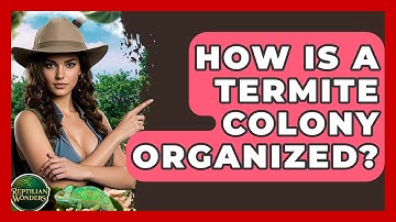 How Is A Termite Colony Organized? - Reptilian Wonders