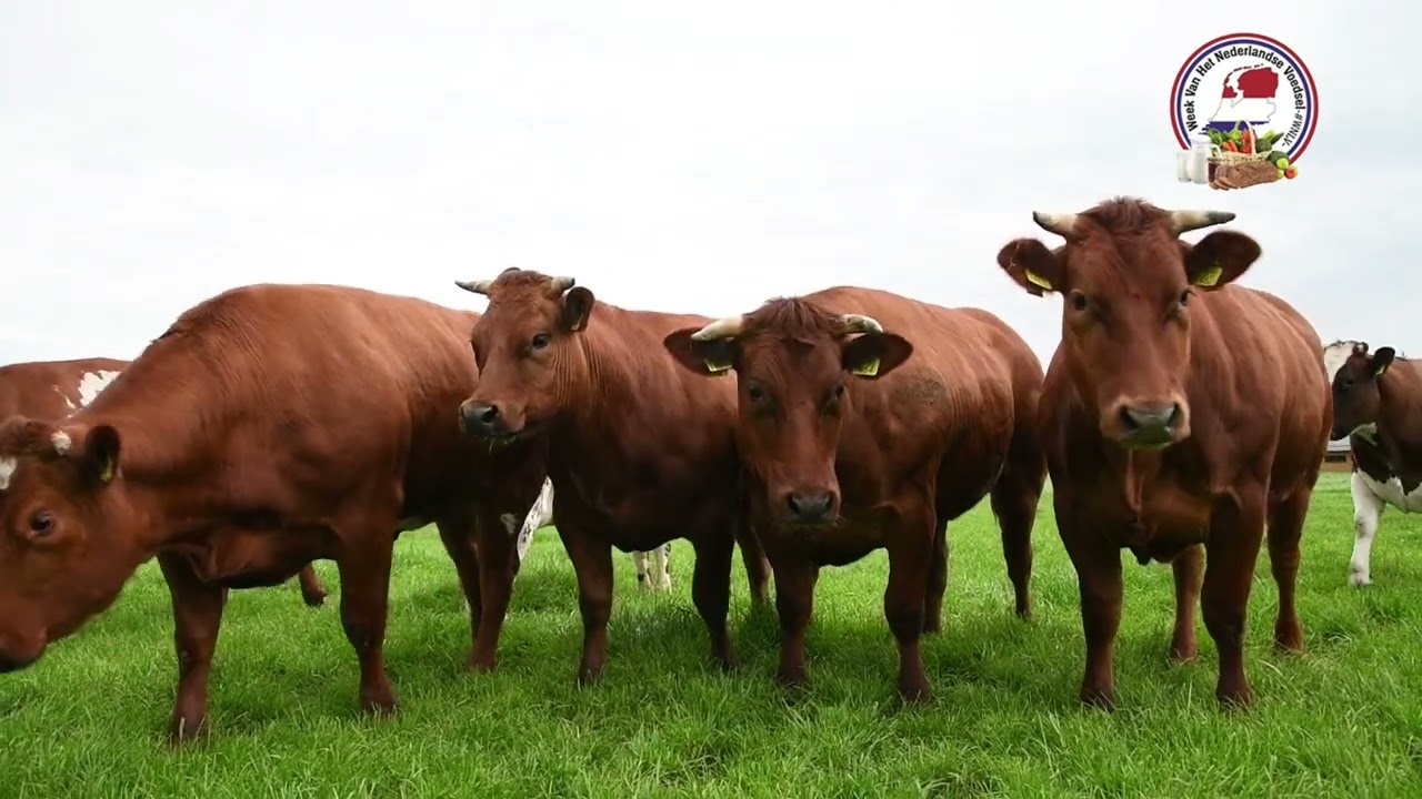 Vlog 3: Vleesvee fam. Roozendaal