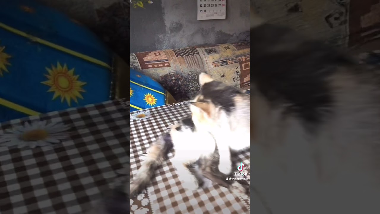 Кот сбитый машиной
