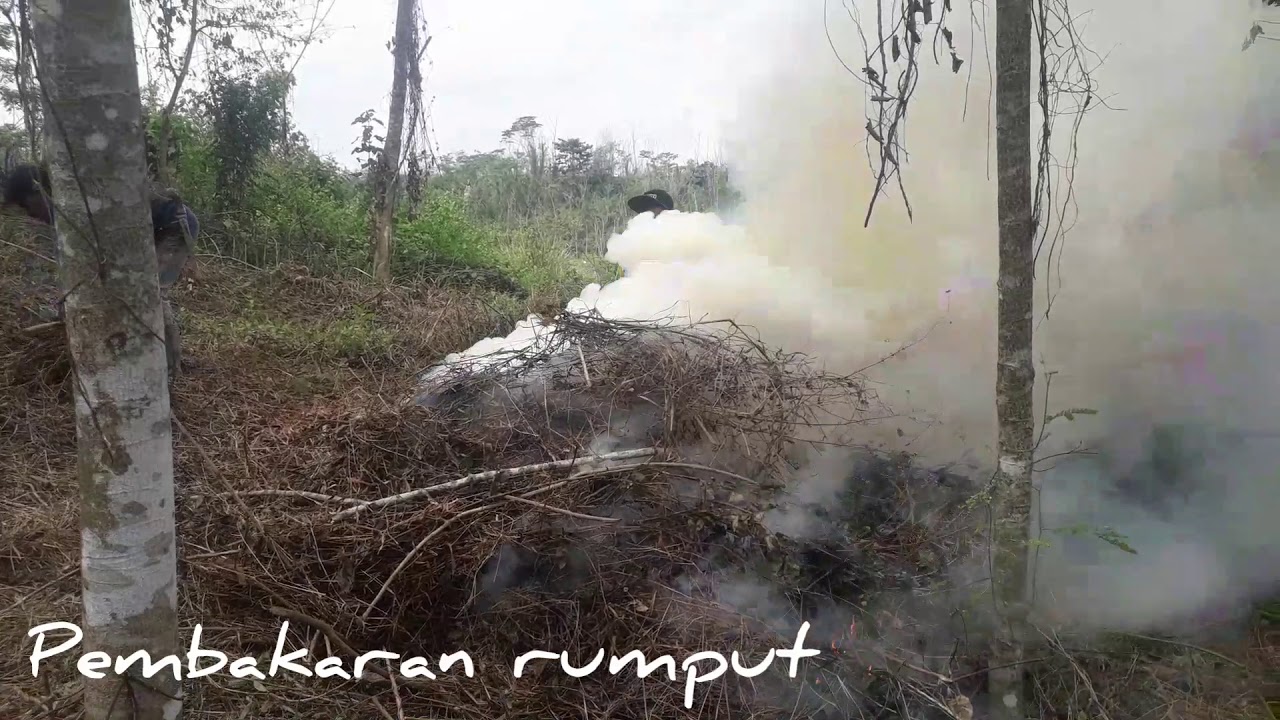 BELAJAR BERCOCOK TANAM, KEBUN PISANG