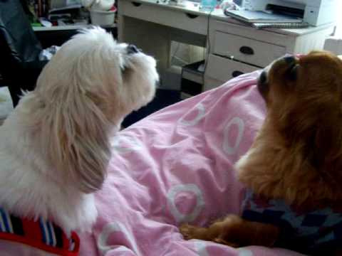 Singing pekingese Wunzie! and Winnie!