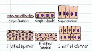 Lab No.1 Classification of Epithelial Tissue