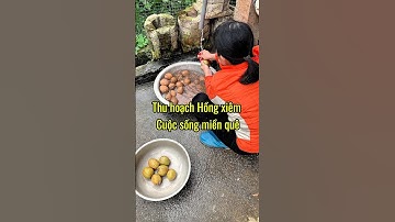 Cách giấm hồng xiêm chín #shorts #shortvideo #chill #cooking #garden #minganfood