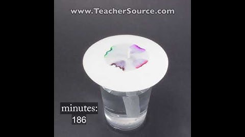 Chromatography Paper