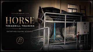 Horse Treadmill Training 🔥 | Most Satisfying Equine Workout | ASMR Walking