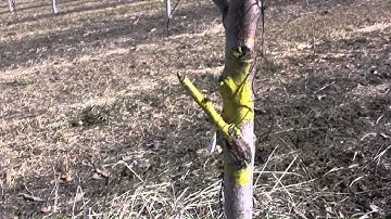 towrecker and apical dominance