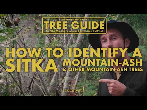 Видео: Showy Mountain Ash Мэдээлэл: Гайхамшигтай уулын үнсэн модны талаар мэдэж аваарай