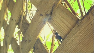 Torn From The Morning/eurorack modular lofi ambient