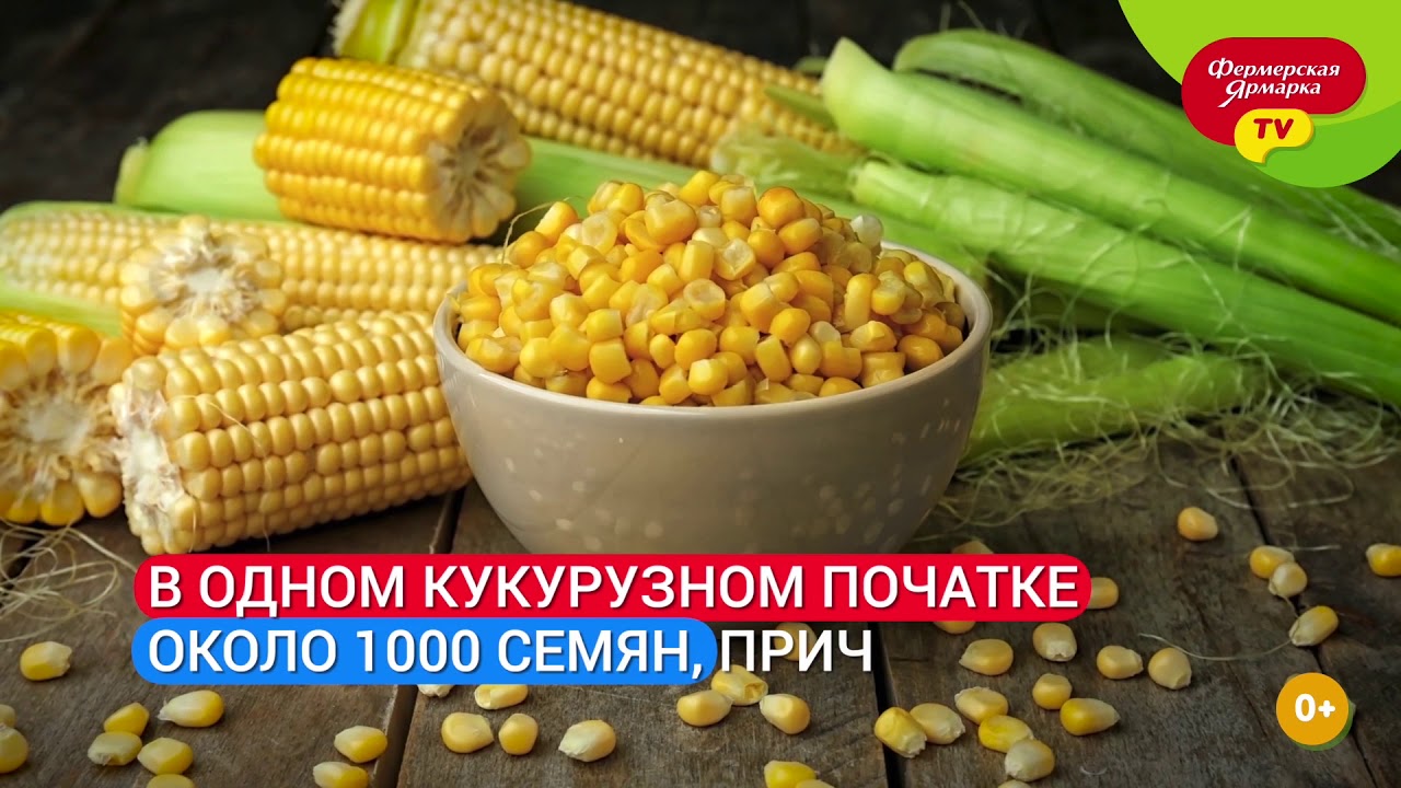 Интересные факты о кукурузе