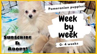 Week by week | Pomeranian Puppies | SUPER MARCOS VLOGS by Super Marcos 393 views 2 years ago 3 minutes, 1 second