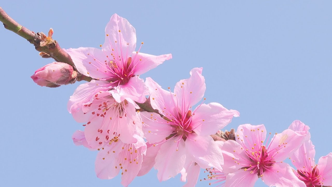 桃の花 山梨市内の桃の花(令和7年4月7日撮影)/Peach blossom in
