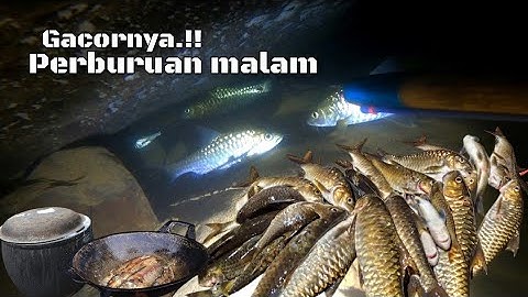 PANEN.!! SPOT LAMA YANG DI HUNI BANYAK IKAN JURUNG KAMI SELAMATKAN MALAM INI